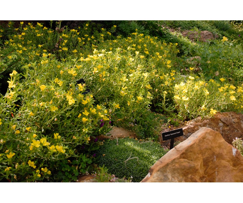 Prairie Lode Sundrops
